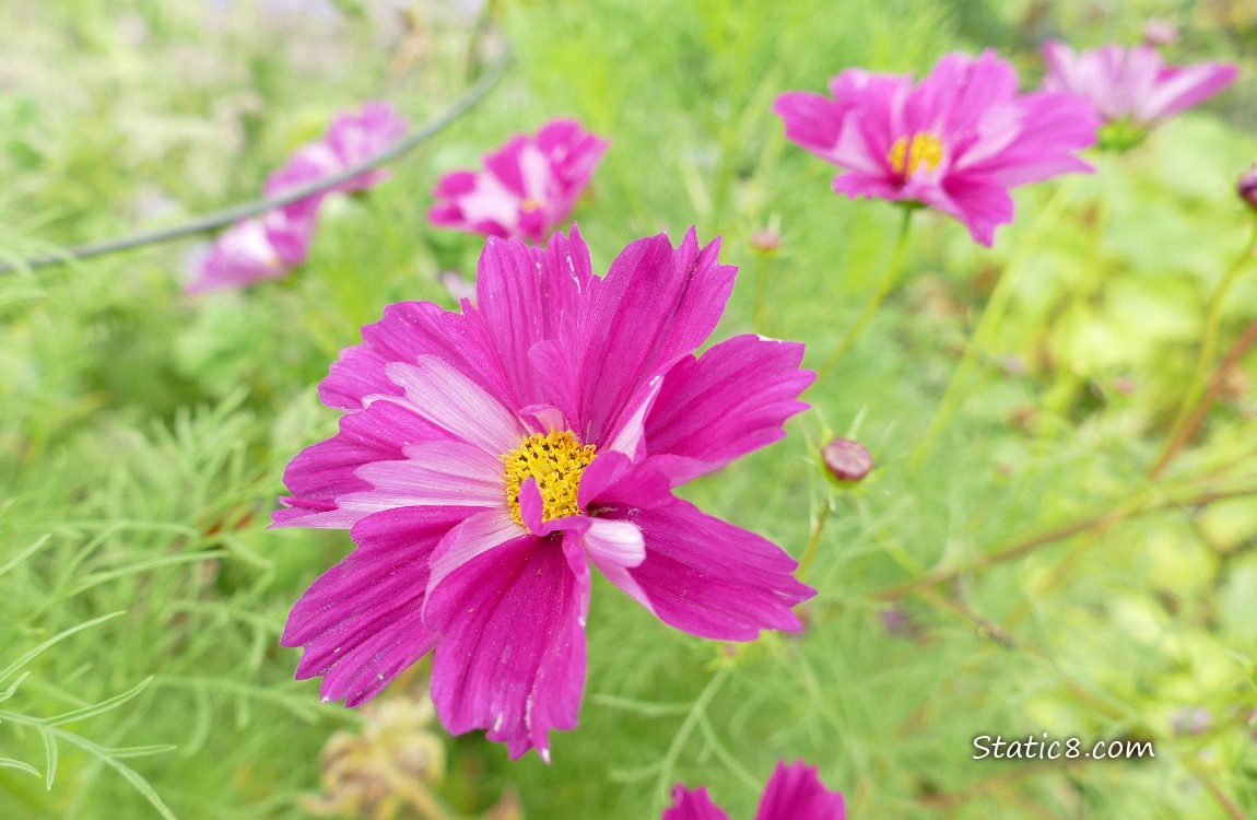 Dark pink Cosmos blooms surrounded by their lacey leaves