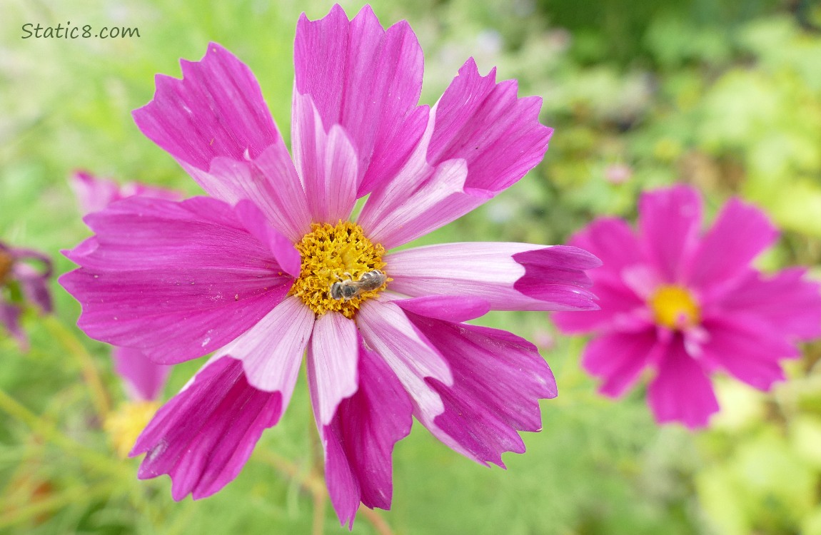 Dark pink Cosmos bloom with a sweat bee in its center