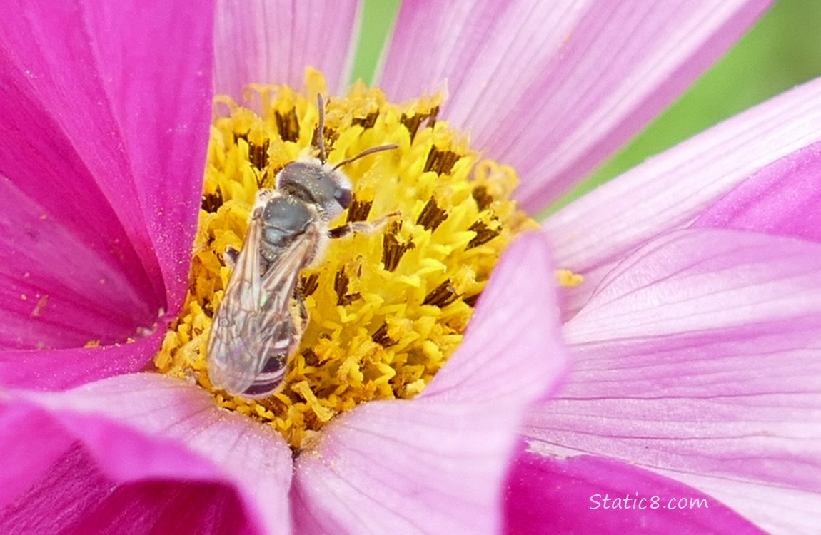 Close up of a Sweat Bee in a dark pink Cosmos bloom