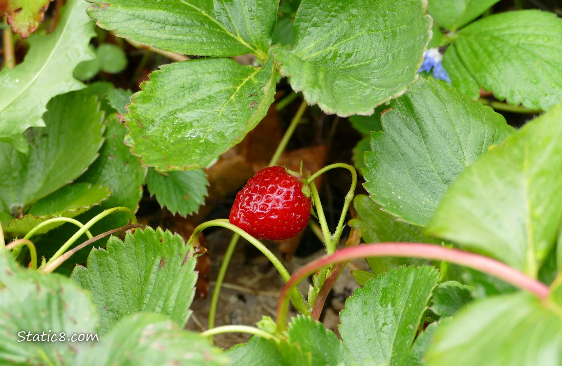 Red Strawberry under the leaves