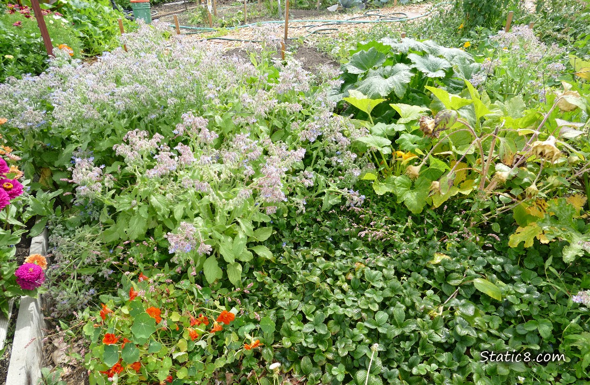 Garden plot