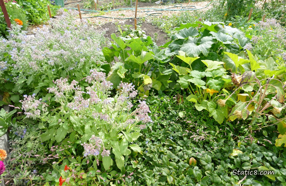 garden plot