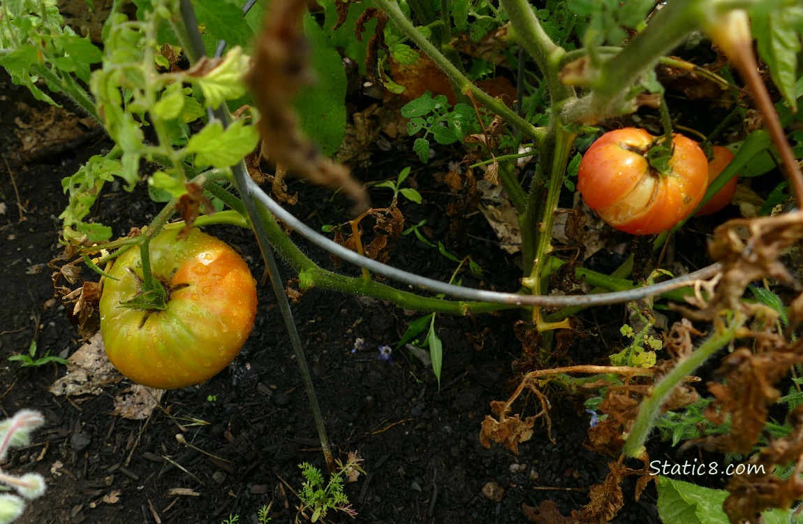 Looking down at tomatoes ripening on the plant