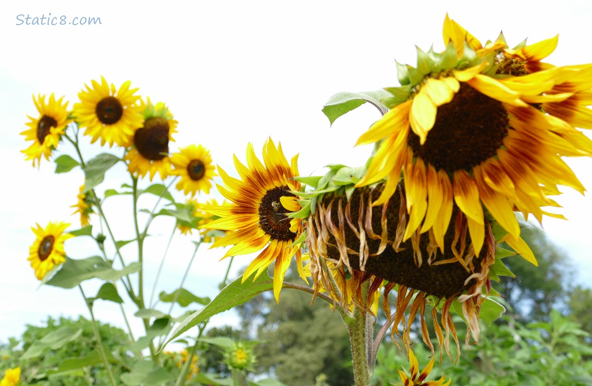 Sunflower blooms in front of a grey sky