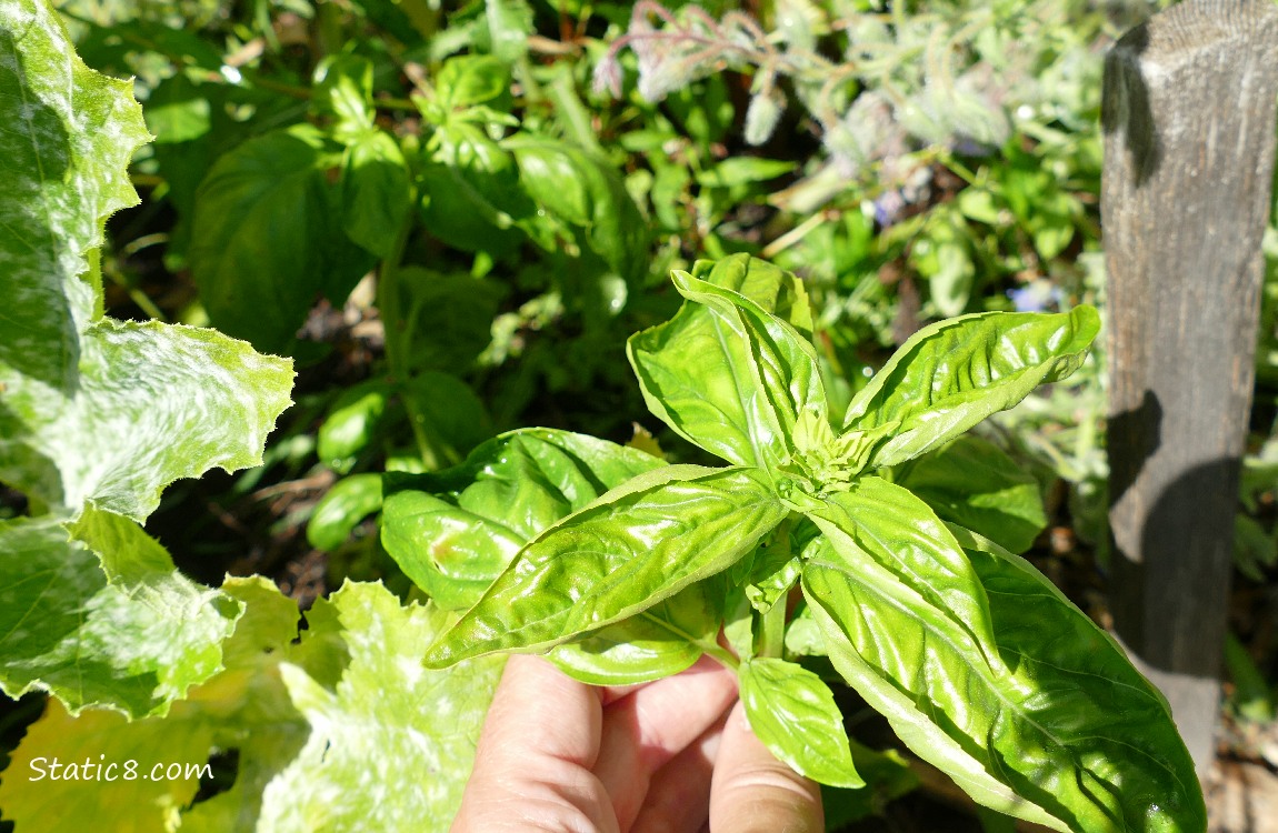 Hand holding a sprig of Basil, the growing plant in the background