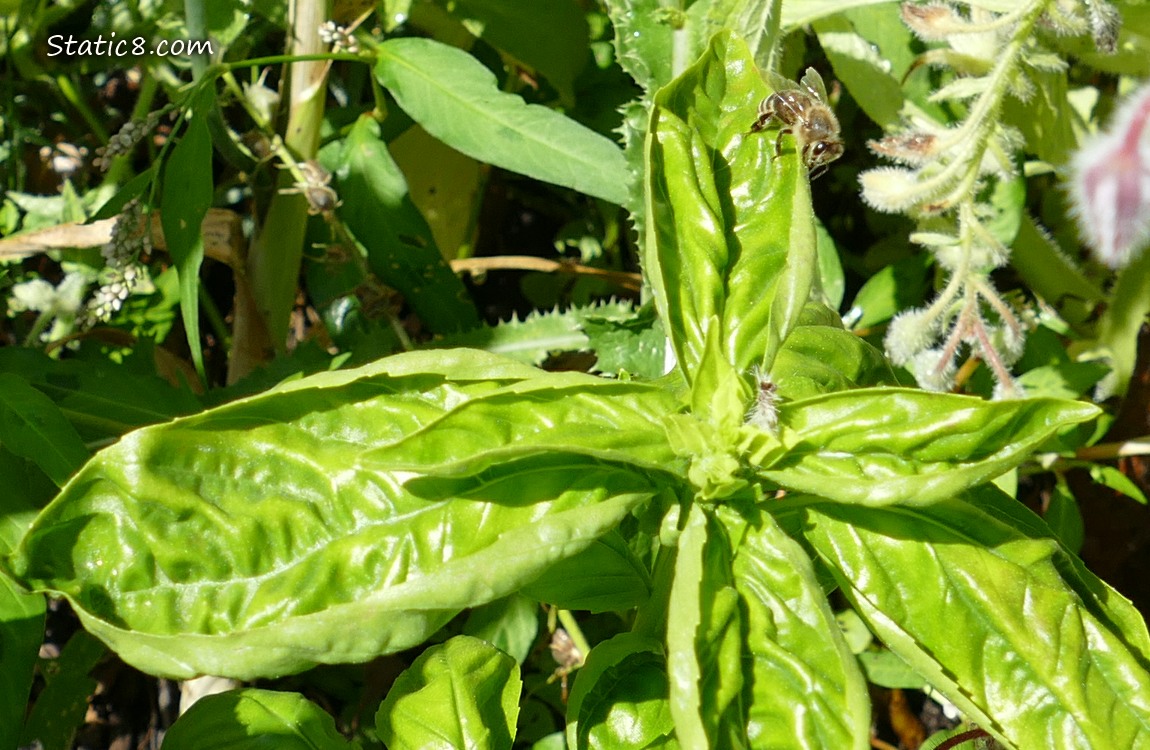 Basil plant with a Honey Bee walking on a leaf