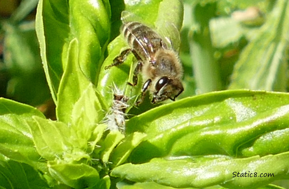 Honey Bee standing on a basil leaf
