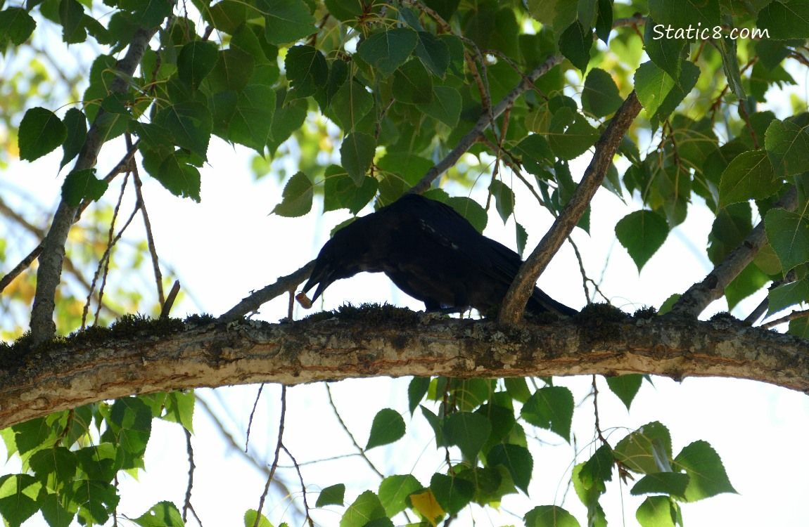 Silhouette of a crow standing on a tree branch, holding something in their beak