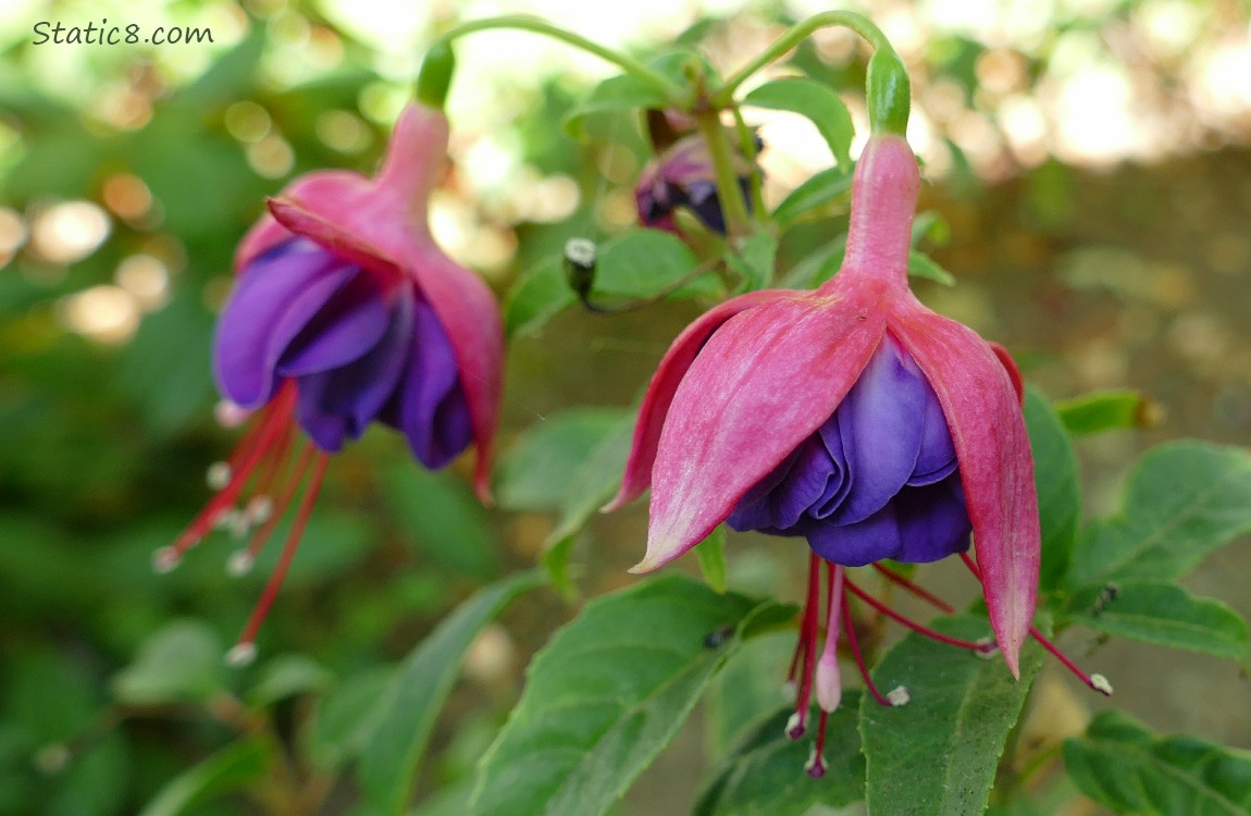 Two pink and purple Fuchsi blooms hanging from the plant