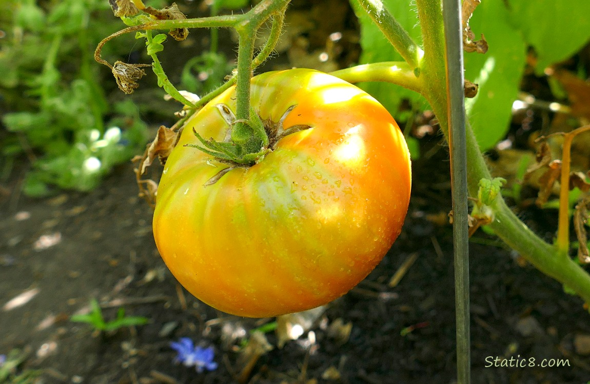 Orange tomato ripening on the vine