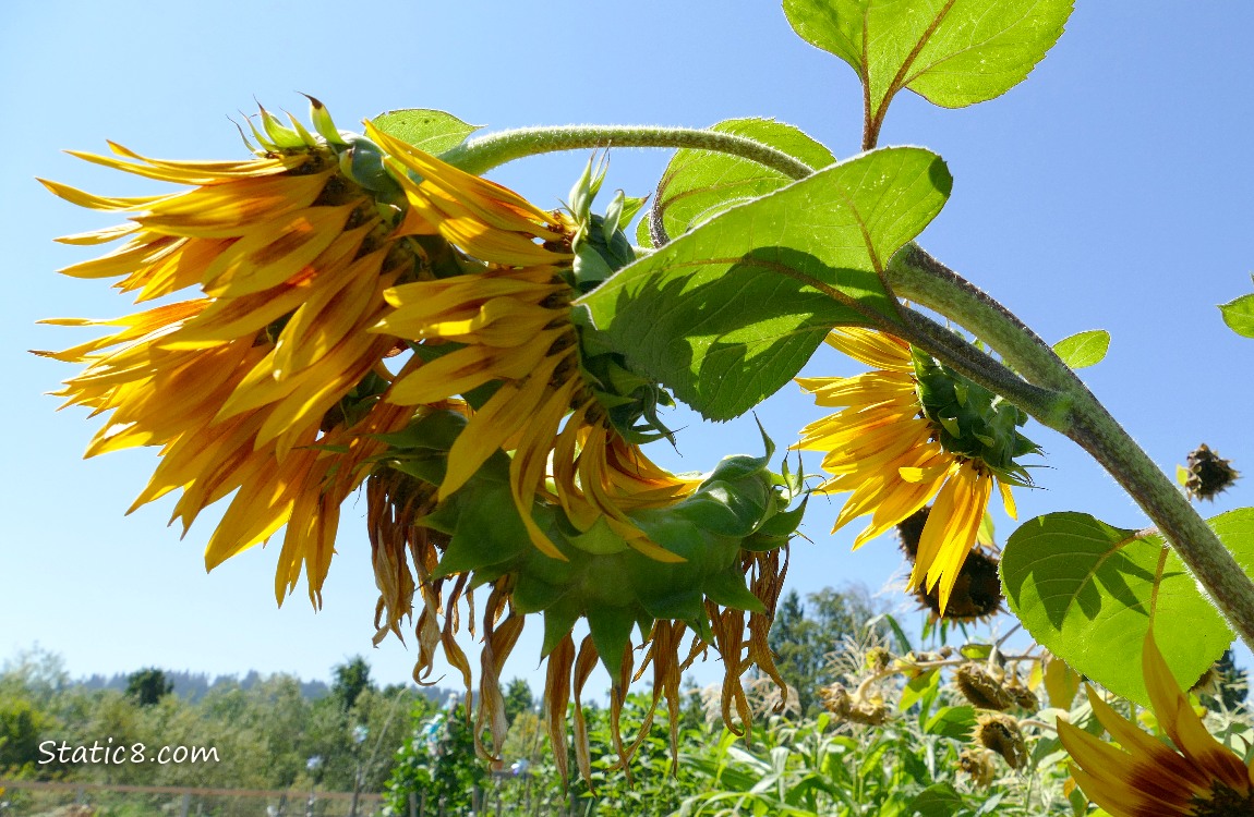 Sunflower blooms with blue sky behind