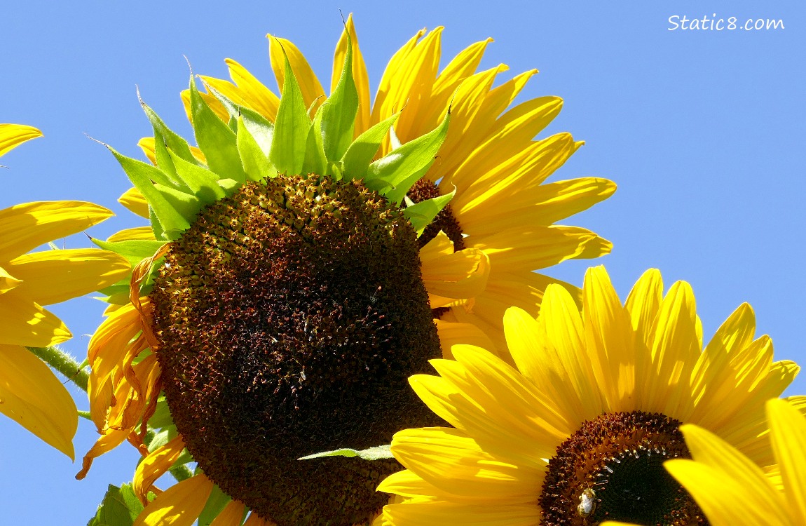 Sunflower blooms with blue sky behind