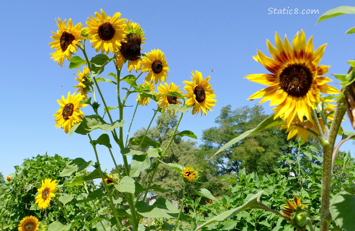 Sunflower blooms with blue sky behind