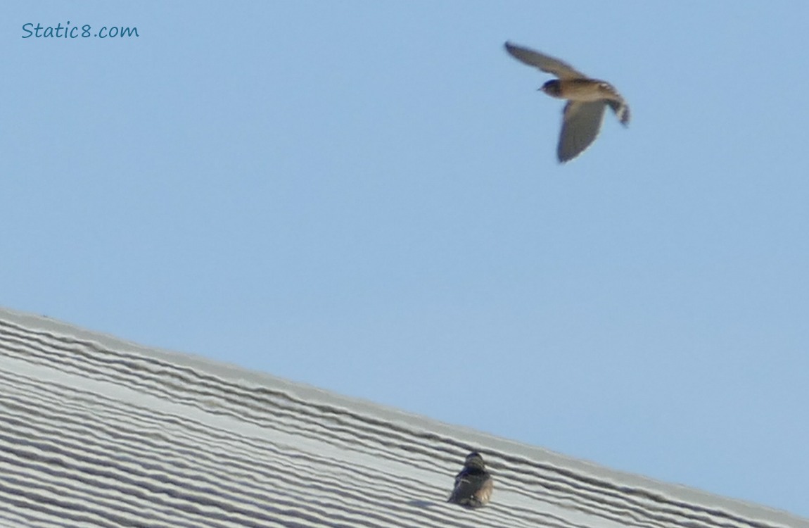 Barn Swallow flying above a roof where another Barn Swallow sits