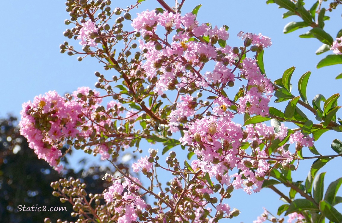 Looking up at pink Crape Myrtle blooms on the tree, blue sky behind