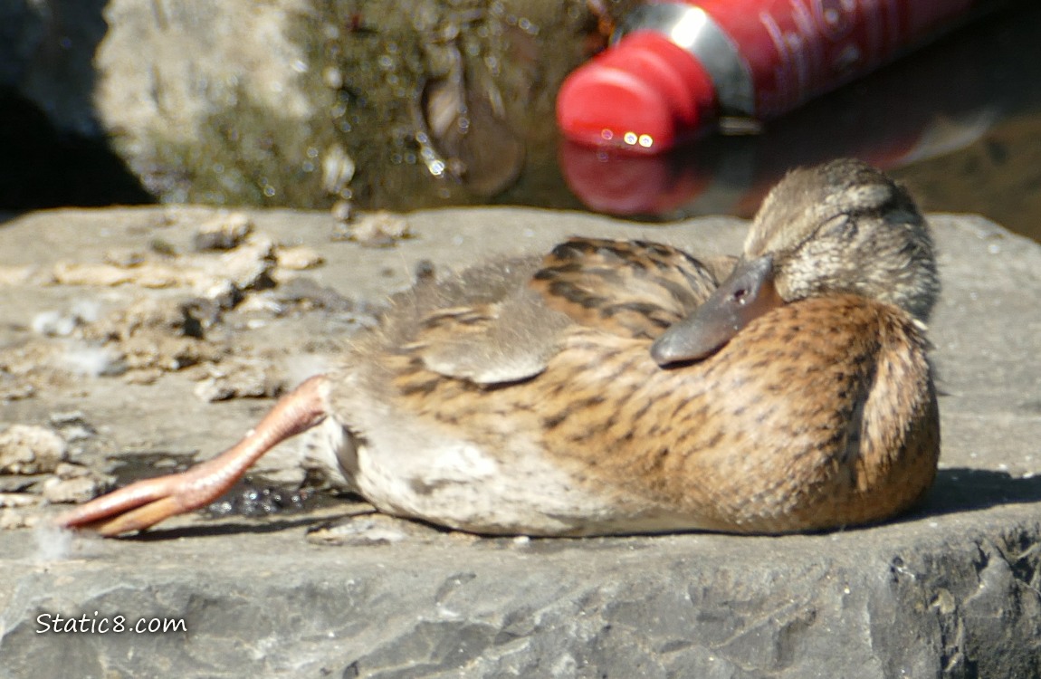 Duckling napping on a rock, trash in the water behind them