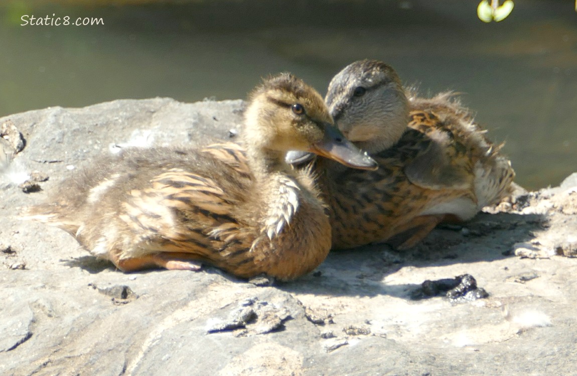 Two ducks sitting on a rock