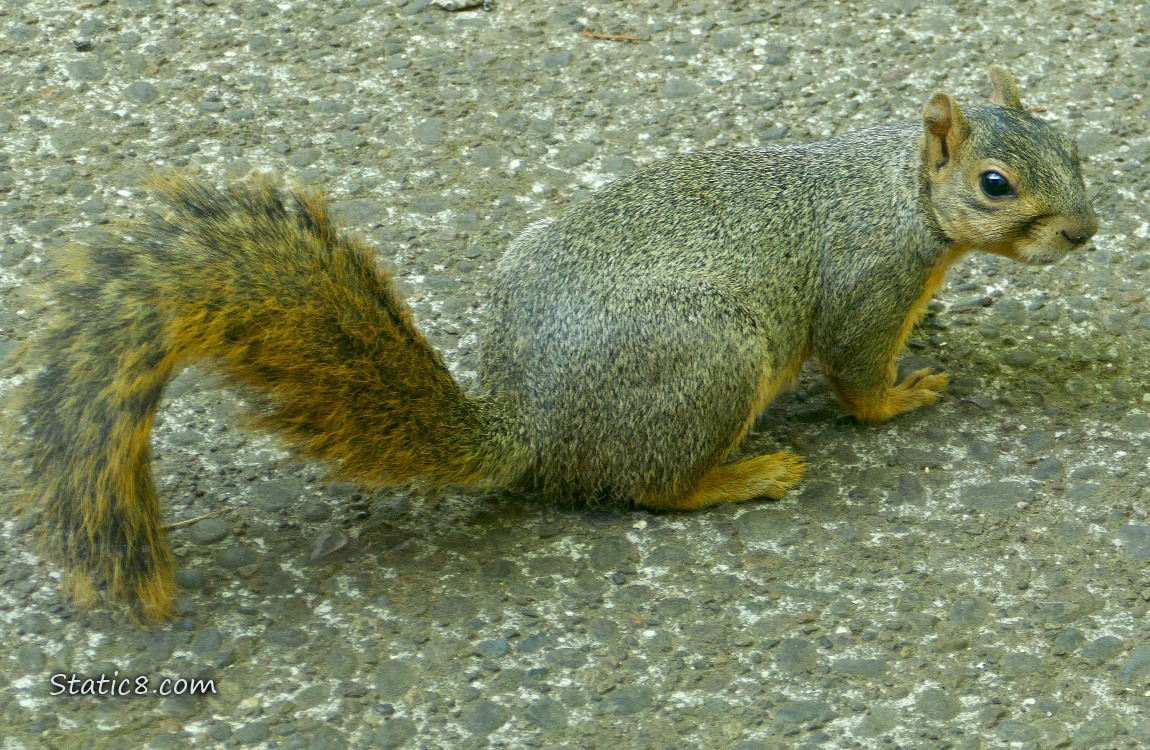 Squirrel standing on the sidewalk, looking back