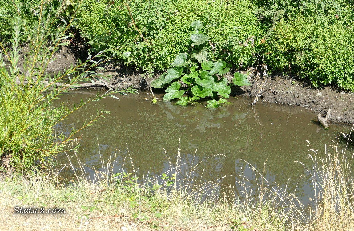 Squash plant growing on the bank of the creek