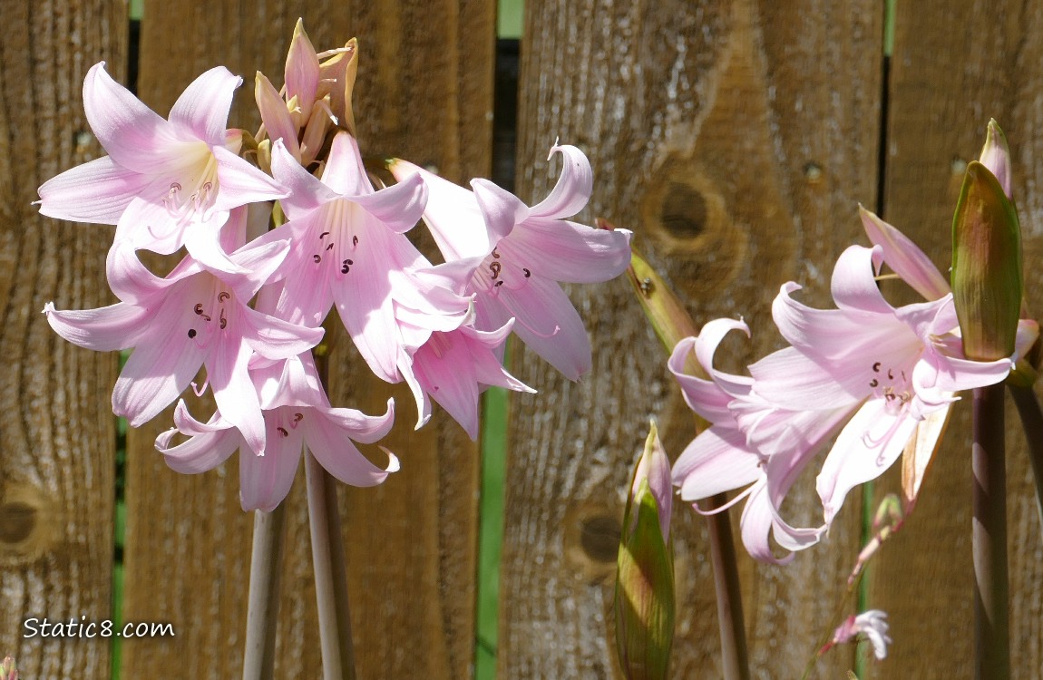 Pink lily blooms in front of a wodd fence