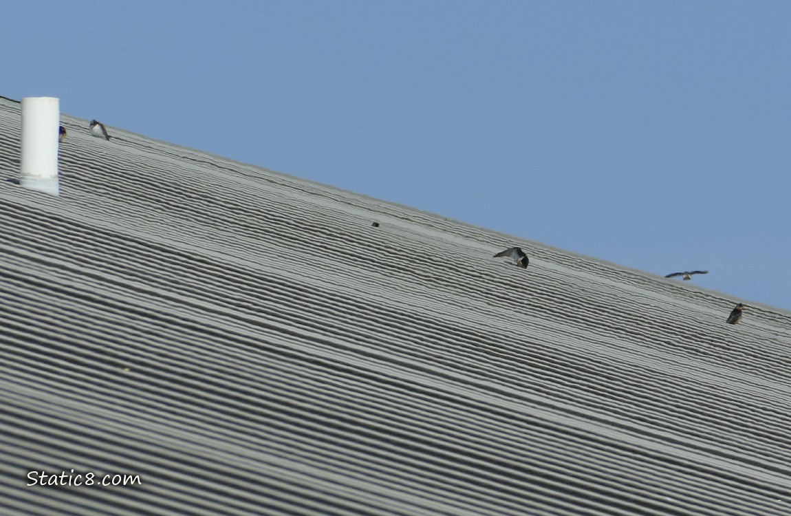 Blurry birds standing on a roof