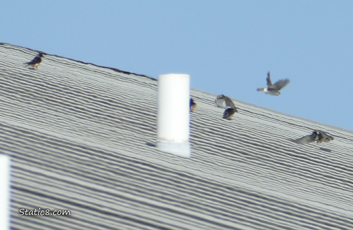Four swallows sitting on the roof, two swallows flying by