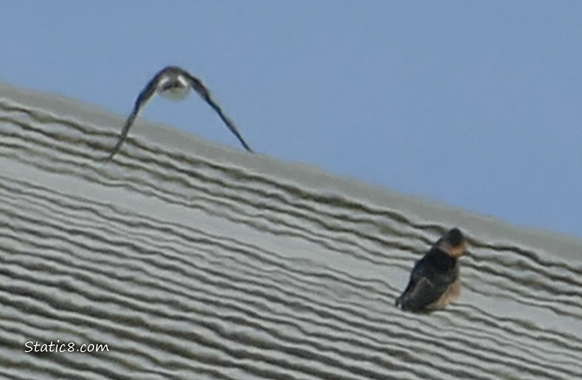 Swallow sitting on a roof, with another swallow flying away