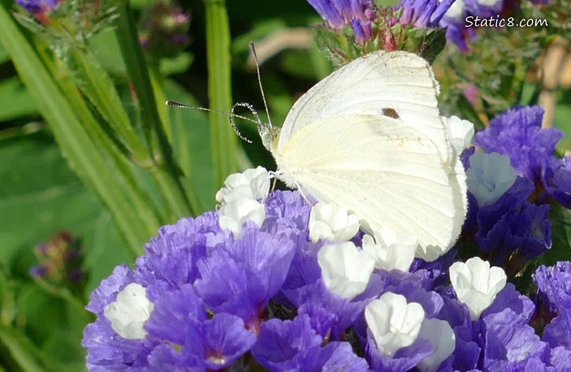 Cabbage White Butterfly on Statice blooms