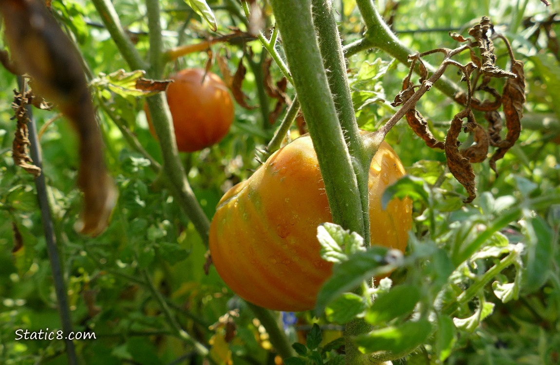 light orange tomato ripening on the plant
