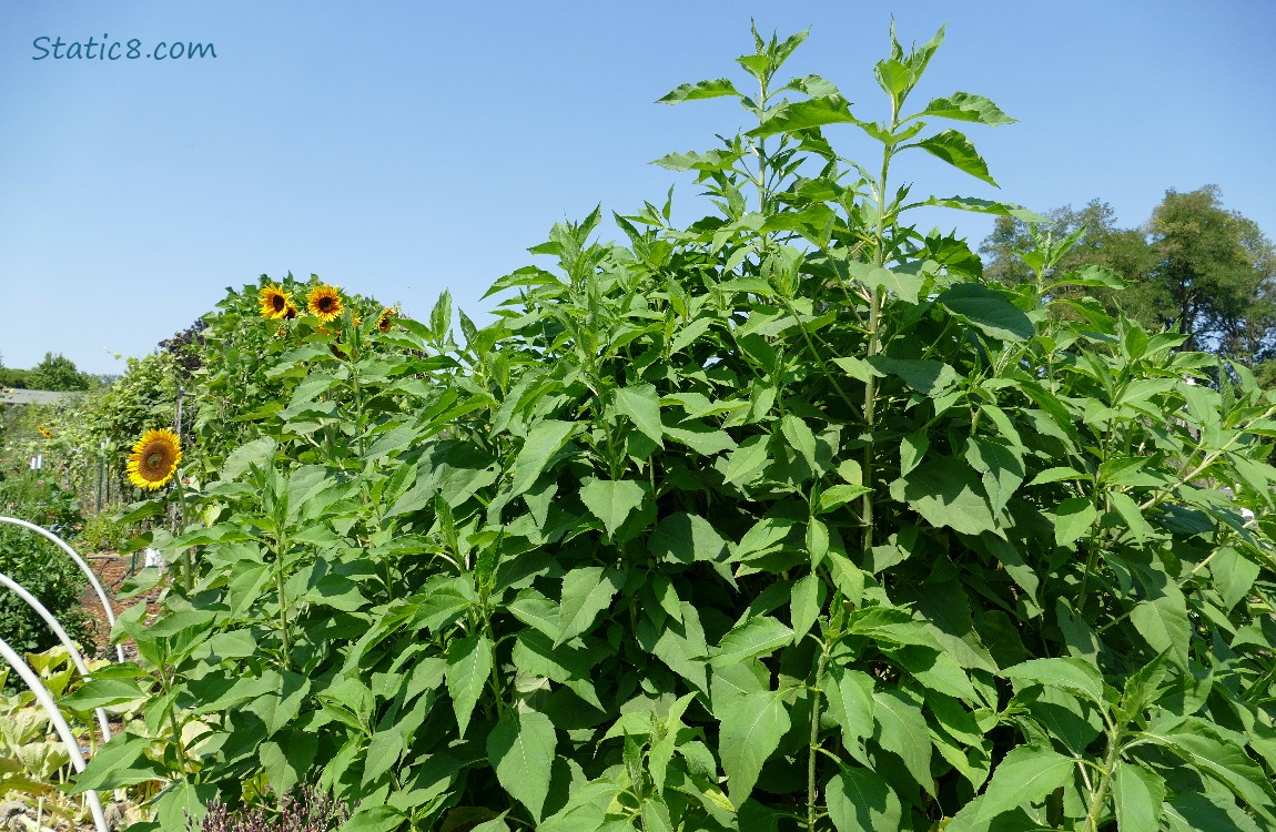 Sunroot plant and the blue sky