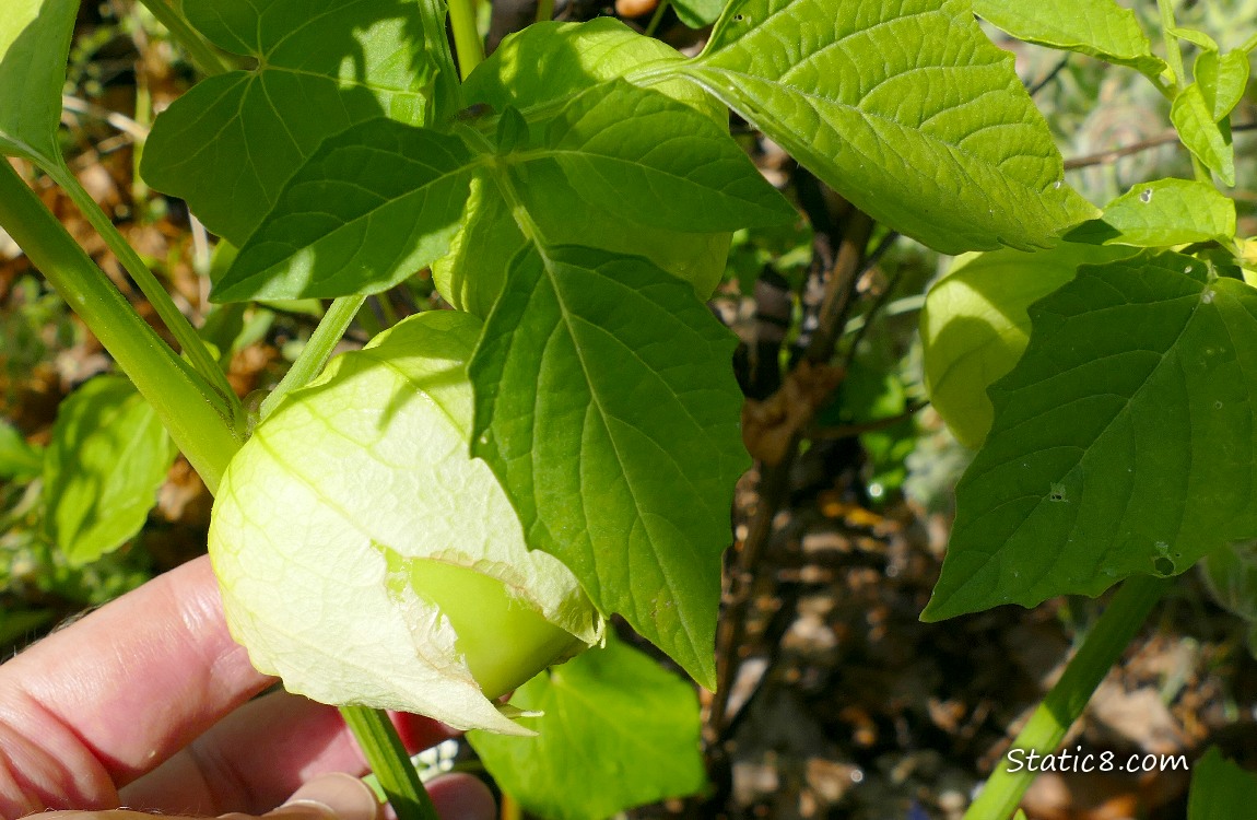 Hand holding up a Tomatillo growing on the plant