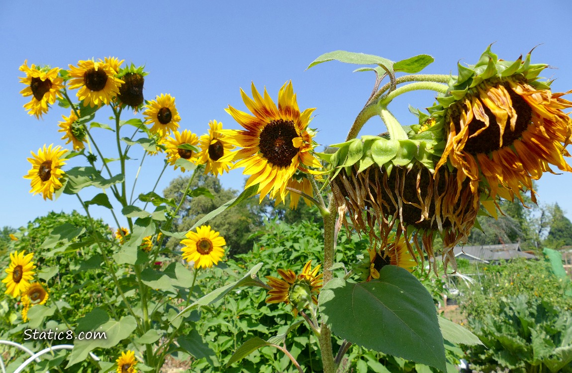Sunflower blooms in front of the blue sky