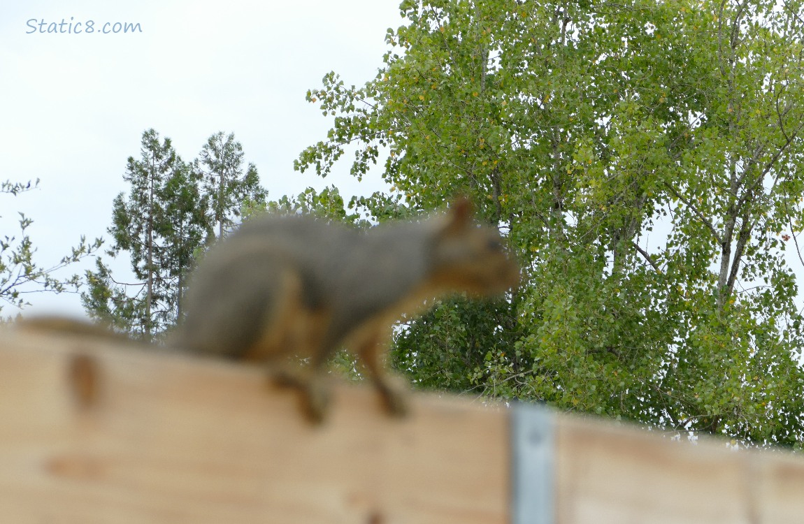 Blurry squirrel standing on a wood fence, trees in focus in the background