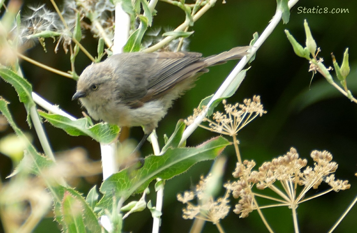 Bushtit standing in weeds