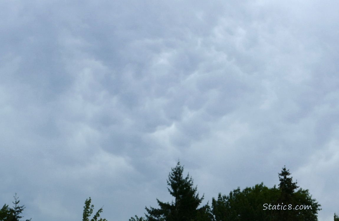Clouds over the silhouettes of the tops of the trees
