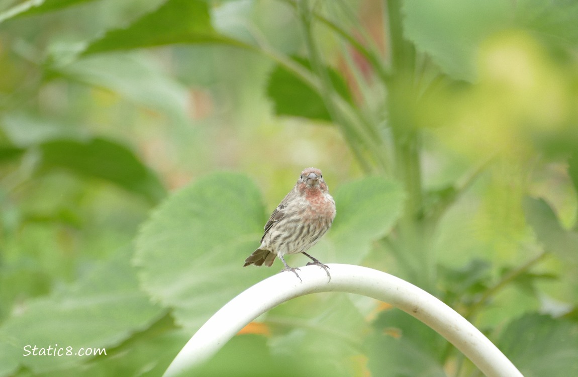 House Finch standing on a plastic trellis with branches of a sunflower above him