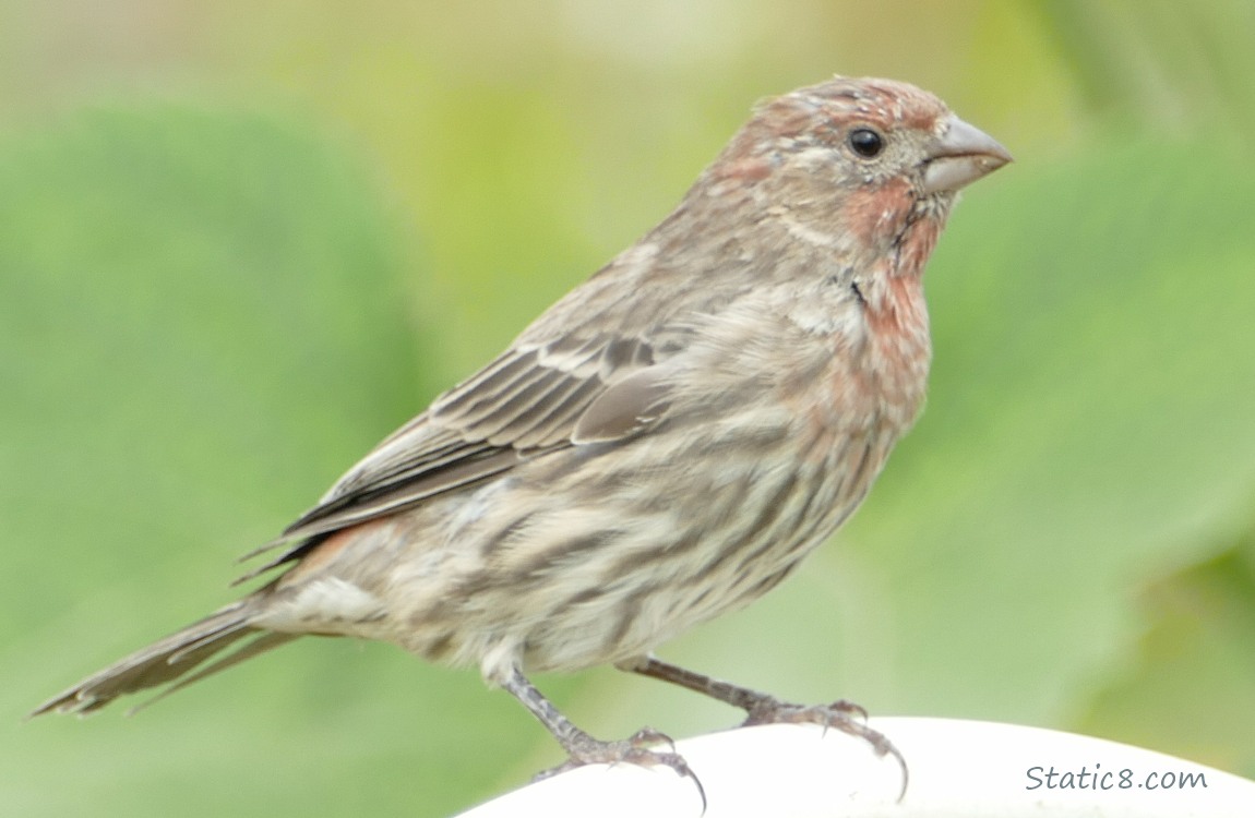 Close up of a House Finch standing on a plastic trellis