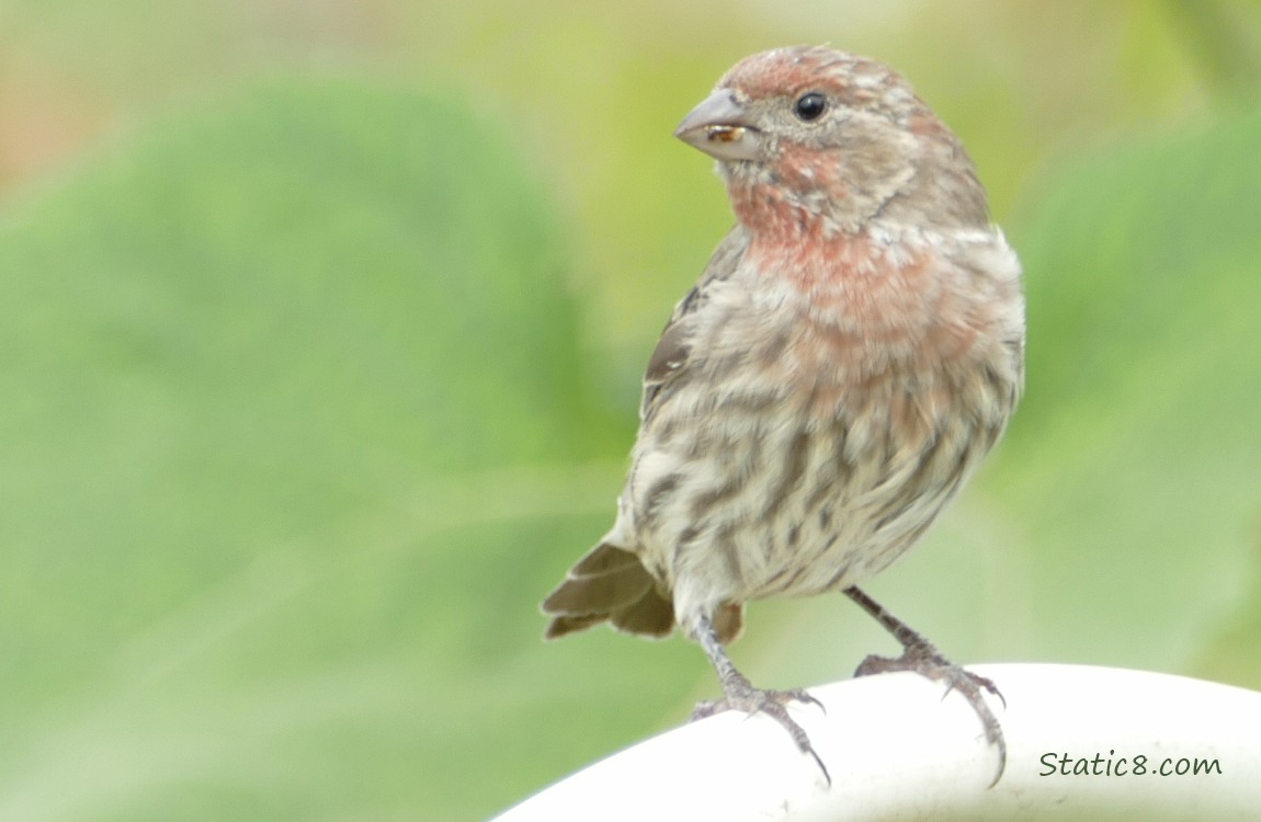 Close up of a House Finch standing on a plastic trellis