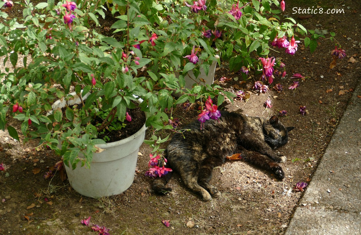 Tortishell cat napping under a potted Fuchsia plant