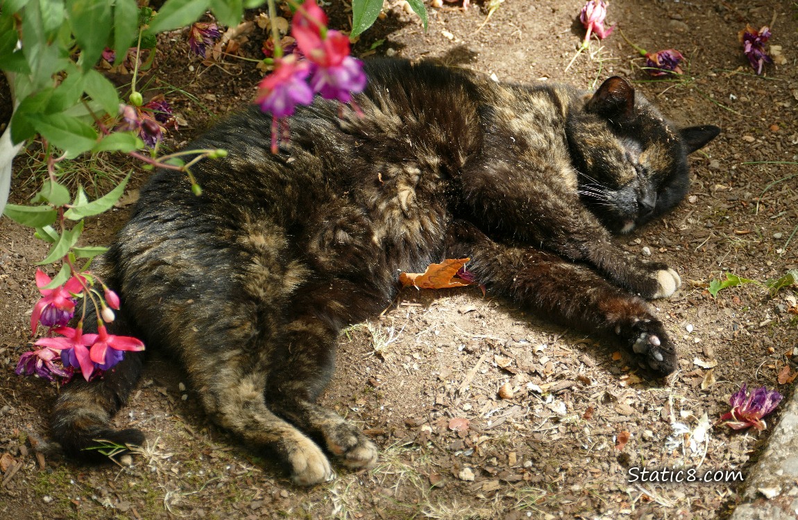 Tortishell cat napping on the ground under a Fuchsia plant