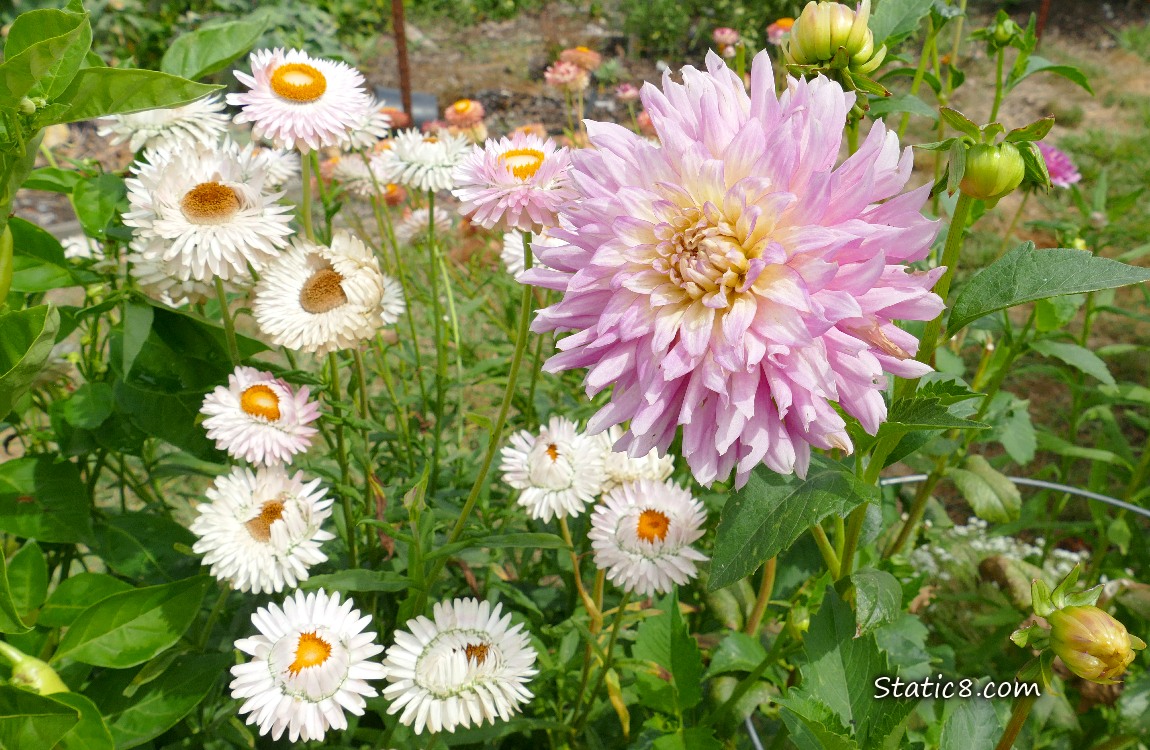White Strawflower blooms with a pink Dahlia bloom