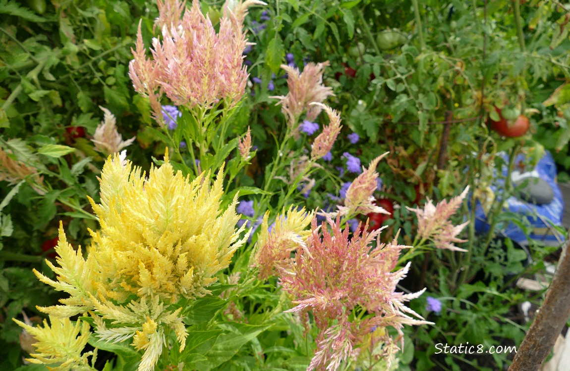 Unknown stalks of flowers in pink and yellow