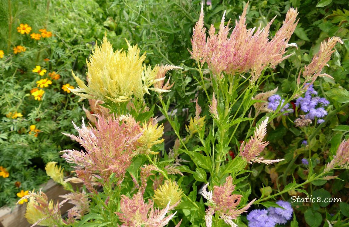 Flowers in orange and purple