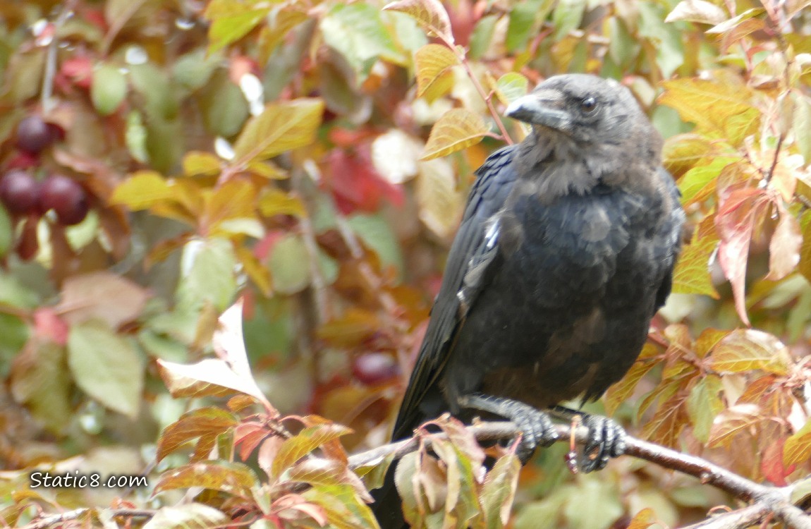 American Crow standing in a plum tree, with red plums in the background