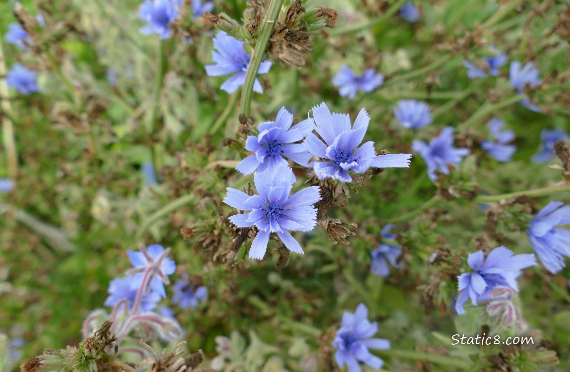 Chicory blooms surrounded by green leaves