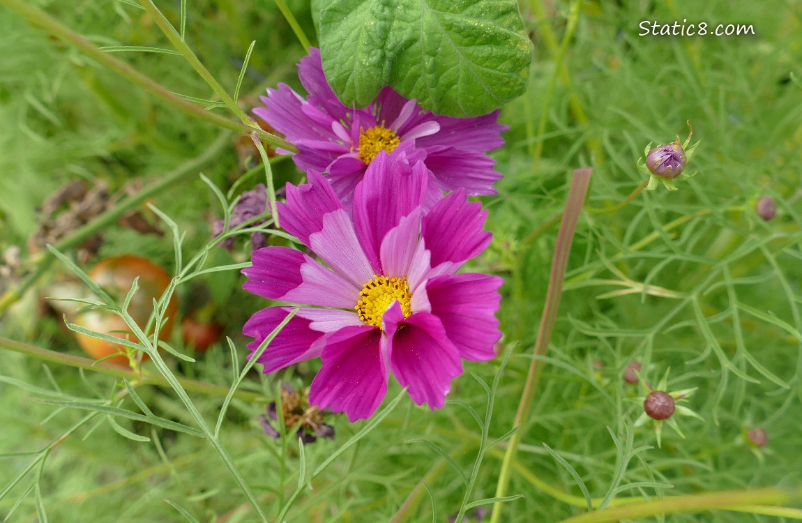 Dark Pink Cosmos blooms and leaves with ripening tomatoes behind