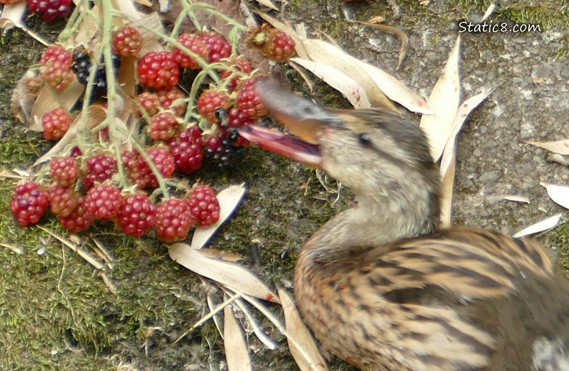 Close up of a blurry duckling eating a red coloured, unripe Blackberry