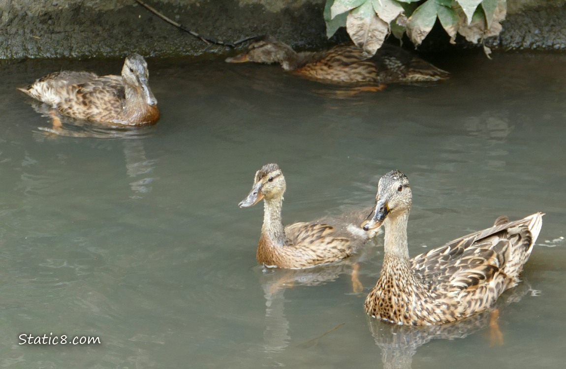 Mama Mallard with three ducklings paddling in the water
