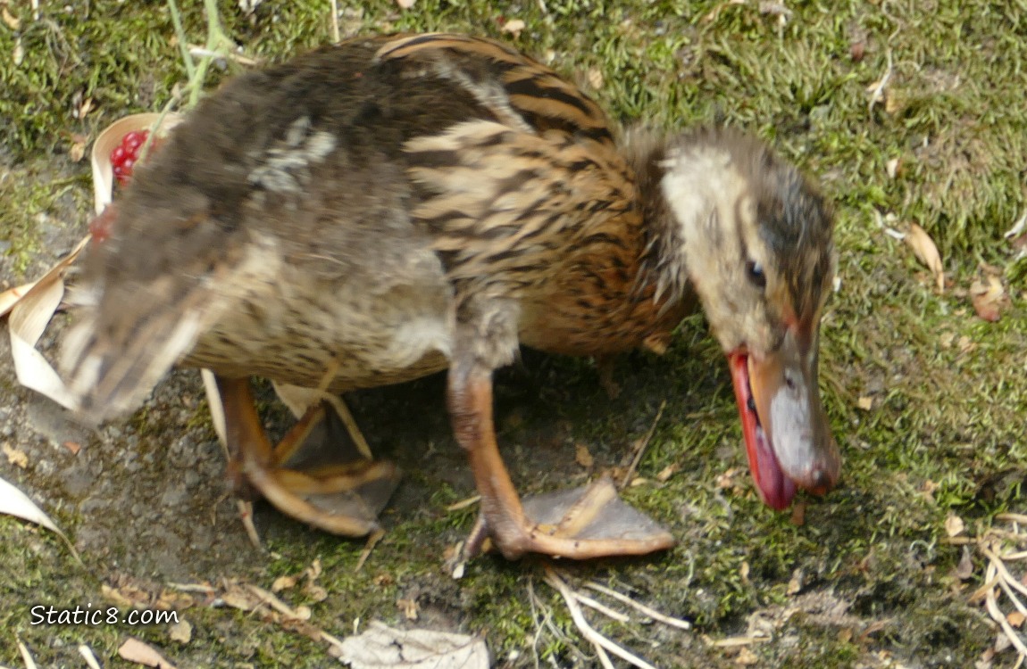 Duckling with red stained beak