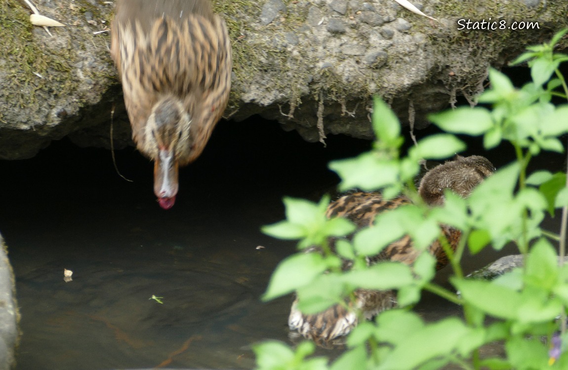 Duckling diving from the bank, into the water of the creek